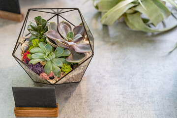 florarium with green plants on gray table