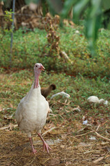 White Turkey is stand up  and rest in garden at thailand