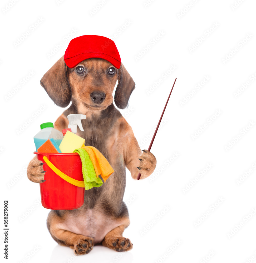 Poster Dachshund puppy wearing red cap holds bucket with washing fluids in it paw and points away on empty space. Cleaning concept. isolated on white background