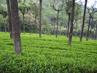 Tea plantation