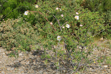 A bush of wild rose (Rosa canina), commonly known as the dog rose, in La Cabrera region, León province. Is a variable climbing wild rose species native to Europe, northwest Africa, and western Asia.
