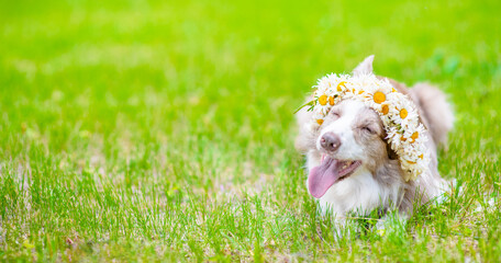 Happy Border collie dog wearing wreath of daisies lies on green summer grass. Empty space for text