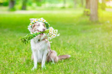 Happy Border collie dog wearing wreath of daisies holds a bouquet of daisies in its mouth and sits on green summer grass. Empty space for text