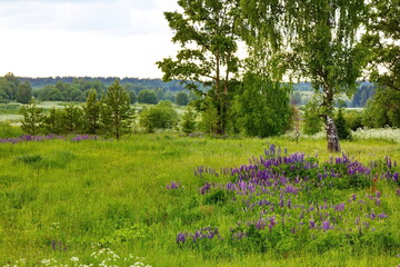 
Flowers in a forest glade at sunset