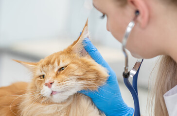 Female vet is making a check up of a adult maine coon cat with stethoscope at clinic