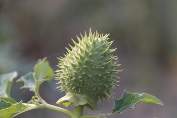 Stechapfel - Datura stramonium