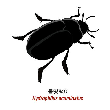 Hydrophilus acuminatus