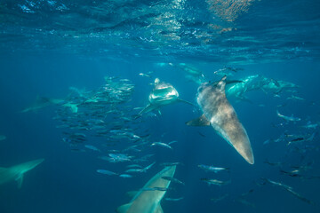 Bronze whaler sharks and common dolphins competing to feed on a sardine bait ball during the sardine run,  Wild Coast, Indian Ocean, South Africa. - obrazy, fototapety, plakaty