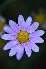 purple flower in the garden