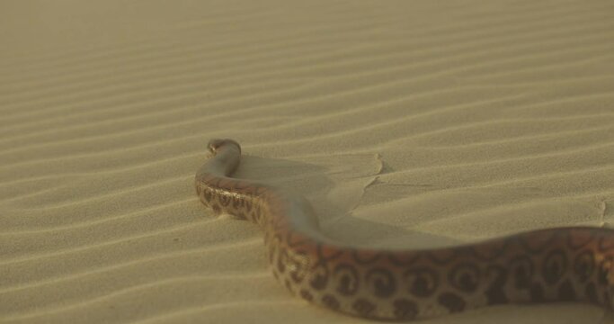 Close Up Of Large Snake Hissing Flicking its Tounge Out Slithering Over Sand away from the camera in Golden Desert.
