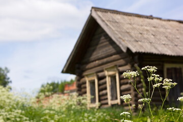 Old wooden house without windows in blurry bokeh against the background of wildflowers
