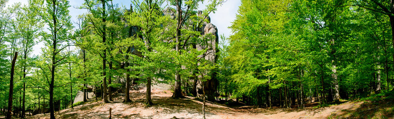 Fototapeta premium Beauitful green forest photo. Pine trees and a path in the forest. Summer mountain background. Rila mountain, Bulgaria