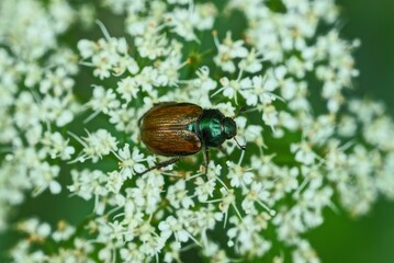 one brown chafer beetle sits on a white flower of a wild plant in nature