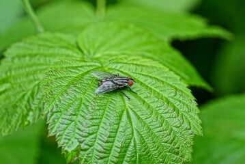 big gray  fly sits on a green leaf of a plant in nature