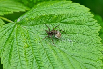 one gray big spider sits on a green raspberry leaf in a summer garden