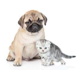 Pug puppy sits with scottish kitten and looks at camera. isolated on white background