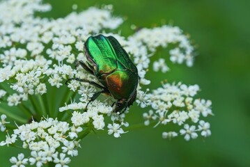 one big green bug collect pollen on a white flower on nature in a summer park