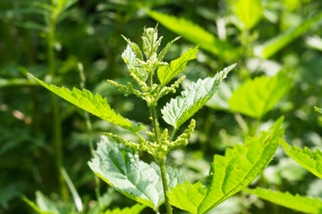 Brennnessel - (Urtica) Brennnesselpflanze kurz vor der Blüte, superfood, Heilpflanze zur Gewinnung...