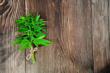 Hemp plant branch on wooden background. Medical marijuana. Concept of herbal alternative medicine, cbd oil, pharmaceptical industry. Copy space.