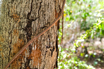 Close-up of a tree trunk in the forest