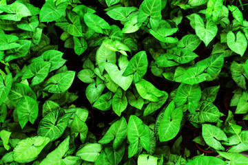 A lot of green flower leaves. View from above