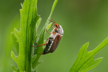 A Maybug sitting on a green plant