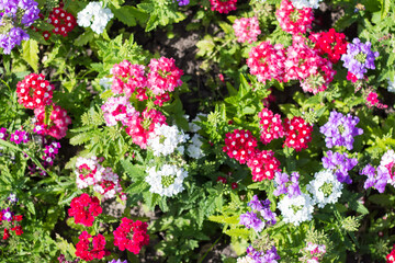 Obraz premium Verbena hybrida multicolored in the garden