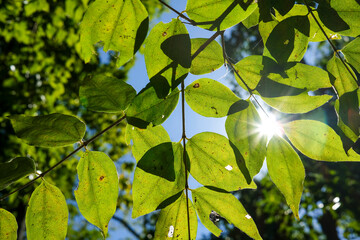 Looking at the forest canopy through back lighted tree leaves