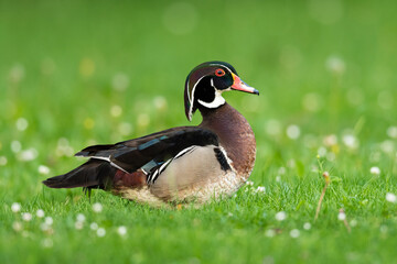 A Wood duck standing on a meadow in a park