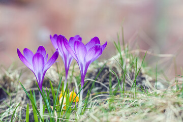 Purple crocus growing in springtime garden