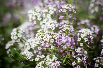 Fototapeta premium Small light blue flowers in the garden
