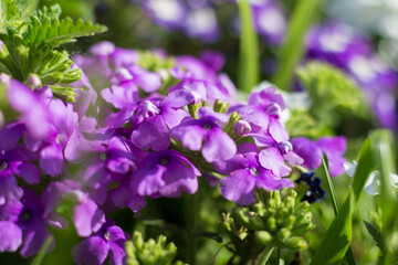 Obraz premium Verbena hybrida multicolored in the garden