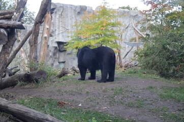 Spectacled bear (Tremarctos ornatus)