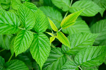 Raspberry bush. Fresh green leaf. Village. Foliage. Raspberries plant leaves. Organic agriculture. Countryside garden.