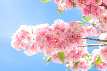Branch of pink flower on blooming sakura tree by blue sky