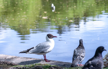 Black-headed gull (Chroicocephalus ridibundus) on banks of pond in spring city park