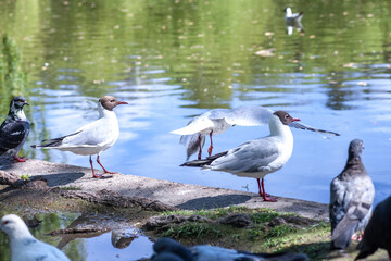 Flock of pigeons and Black-headed gulls near lake