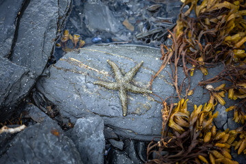 Alaskan Star
