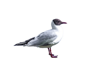 Black-headed gull isolated on white background