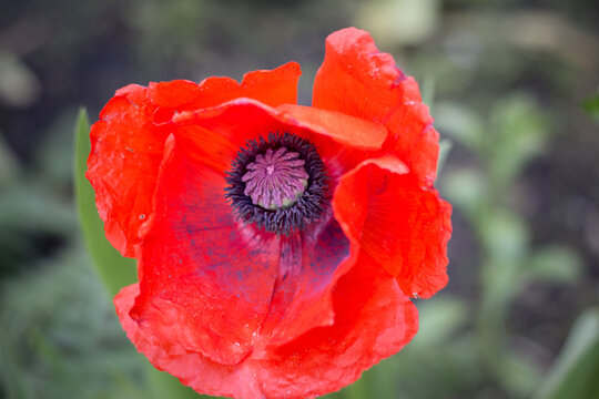 Lonely poppy on a green lawn