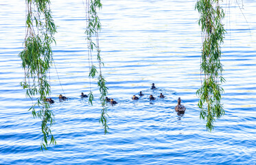Wild Mallard duck with little ducklings swims in lake