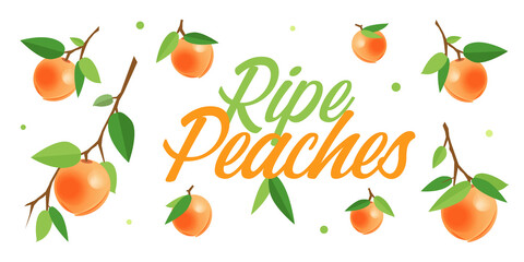 Ripe orange peaches on branches with green leaves. Cartoon vector illustration of fresh fruits on white background for leaflets, flyers, banners, posters, decor or print design