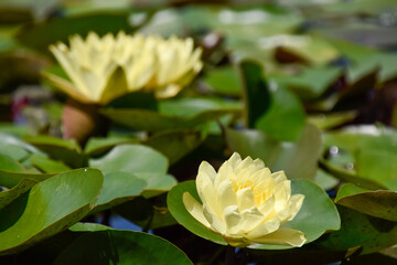 yellow lotus flower