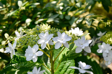 white hydrangea flowers