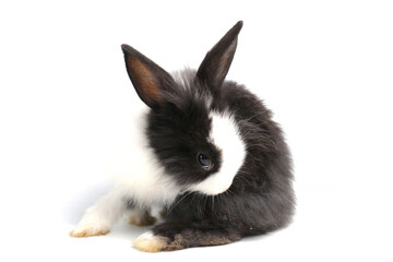 Cute Shy Black and White Bunny rabbit , Very funny Pose