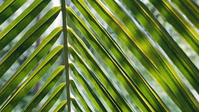 close up of palm tree leaf at sunny day outdoors