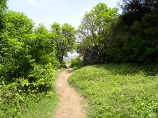 Fototapeta premium Way to go to forest