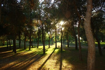 Naklejka premium Trees with their shadows in a small forest