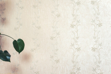 dark green glossy monstera leaves growing against lovely peachy wallpaper
