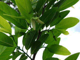 green leaves of a tree/sugar apple